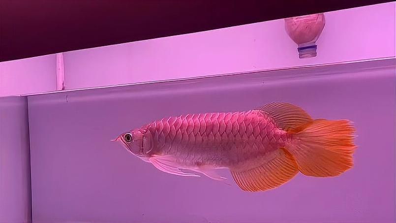 大湖紅龍魚的價格是多少？（大湖紅龍魚多久發色一次？）