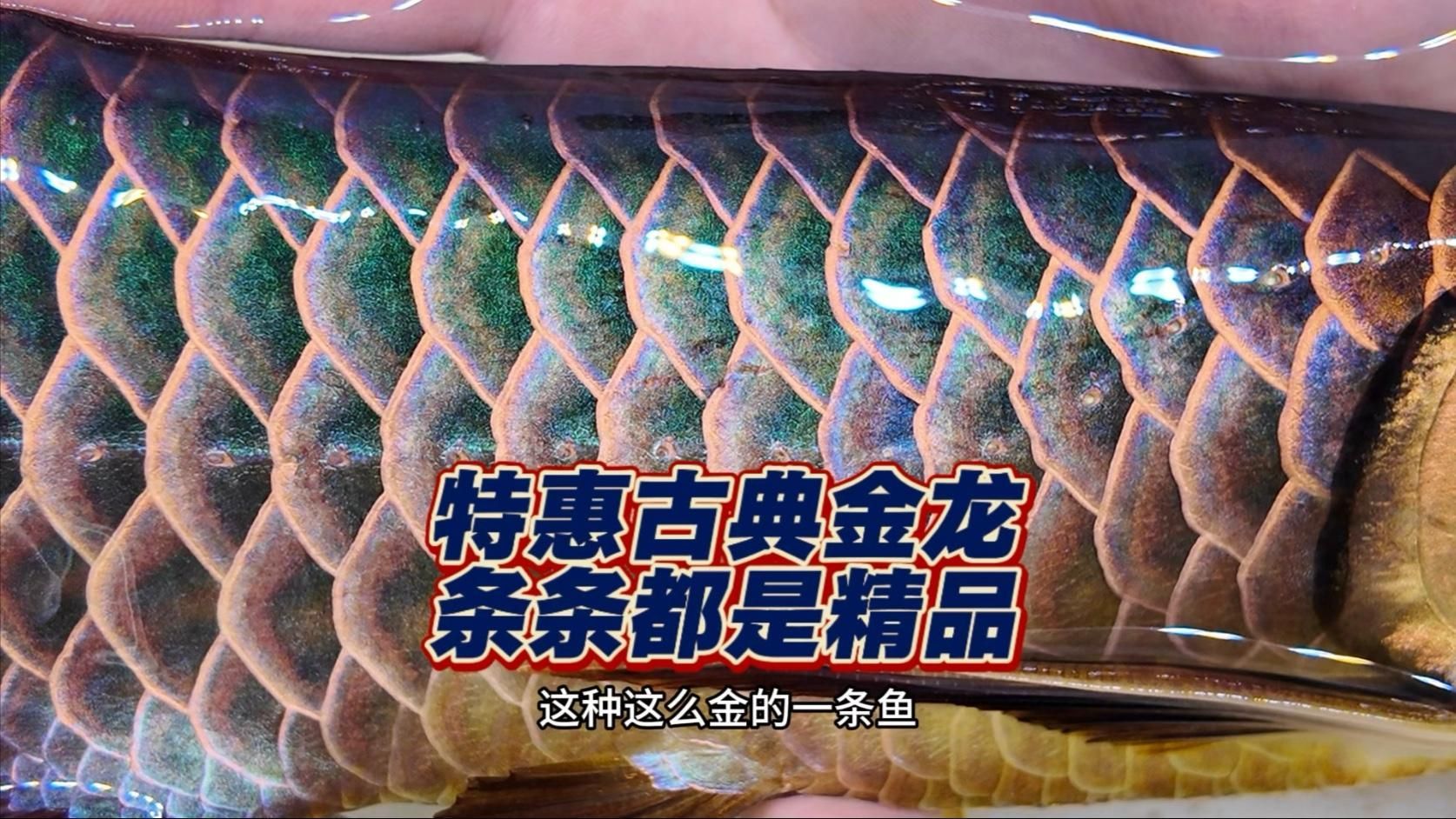 給我推薦幾條性價比高的古典金龍魚（典藍性價比高的古典金龍魚）