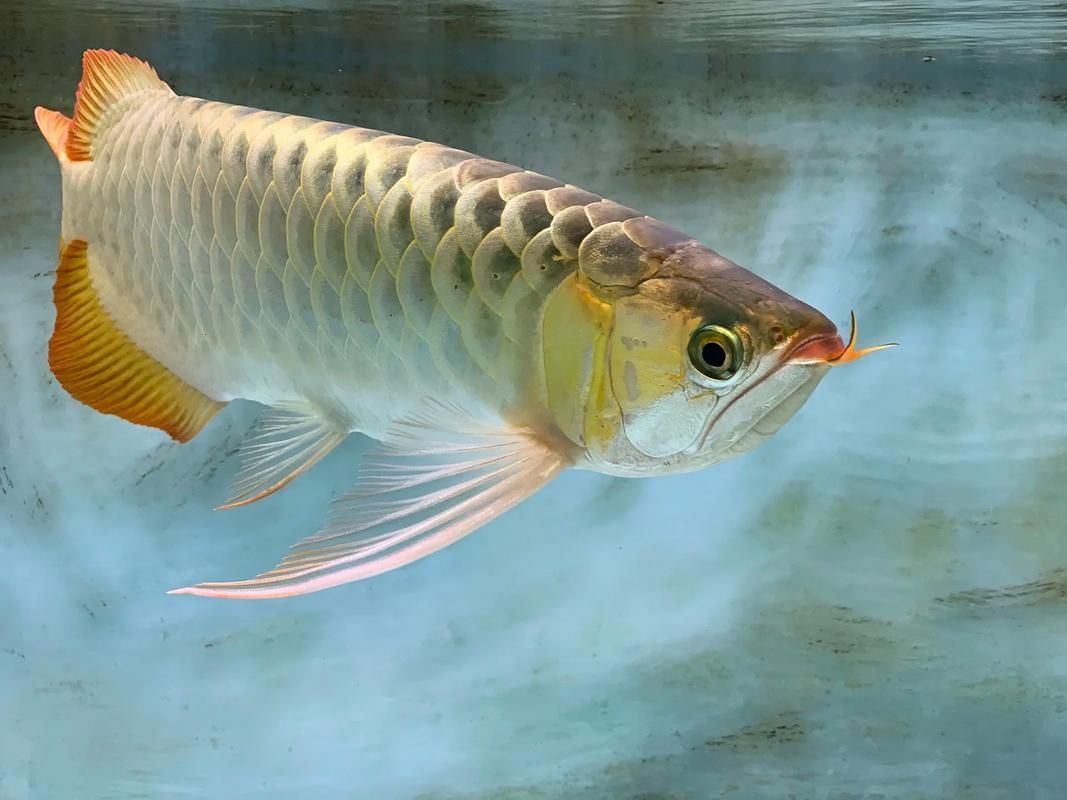 給我更多關于龍魚嘴膿包的圖片（關于龍魚嘴膿包的一些圖片）