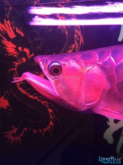 給我更多關于龍魚嘴膿包的圖片（關于龍魚嘴膿包的一些圖片）