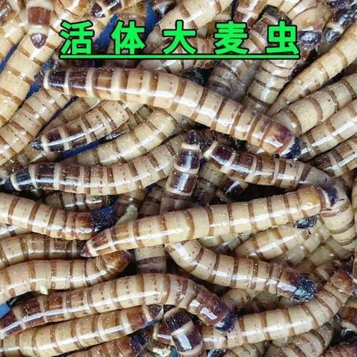 如何判斷金龍魚是否需要大麥蟲？（判斷金龍魚是否需要大麥蟲（tenebriomolitor幼蟲））