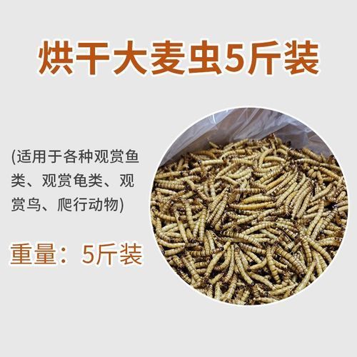 如何判斷龍魚是否適應面包蟲干？