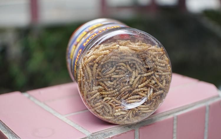 如何判斷龍魚是否適應面包蟲干？