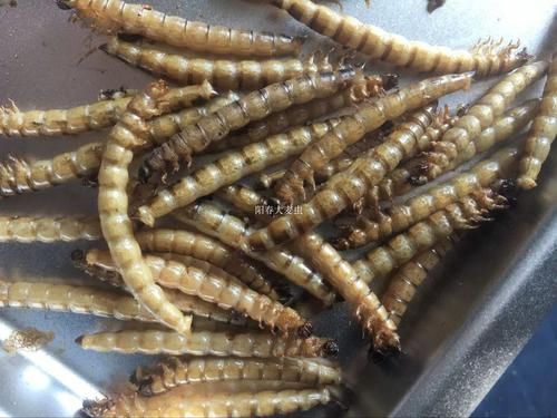 如何判斷龍魚是否適應面包蟲干？