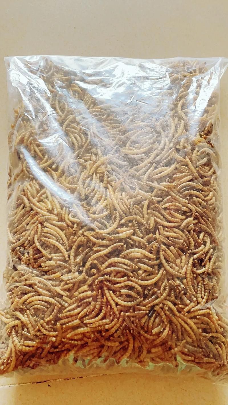 如何判斷龍魚是否適應面包蟲干？