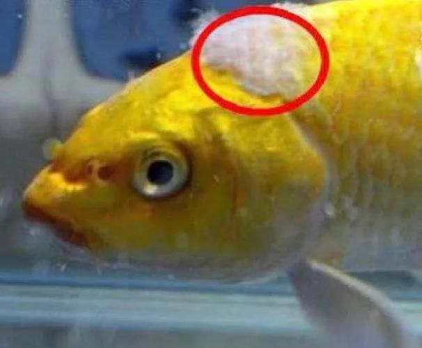 如何判斷龍魚(yú)是否患有這三種病？（龍魚(yú)三種疾病診斷方法）