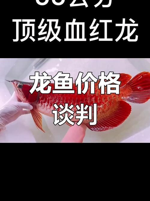 龍華龍魚的市場價格是多少？（龍華龍魚市場價格從1.8萬漲至25萬元，哪個品種最受歡迎）