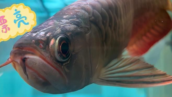 如何判斷龍魚是否適應新水（如何判斷龍魚適應新水）