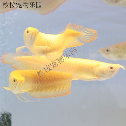 小龍魚有哪些品種？（六角恐龍小龍魚六六的飼養指南:勝利victory）