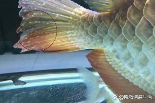 哪種治療方法對龍魚白點最有效？（常見魚病之白點病）