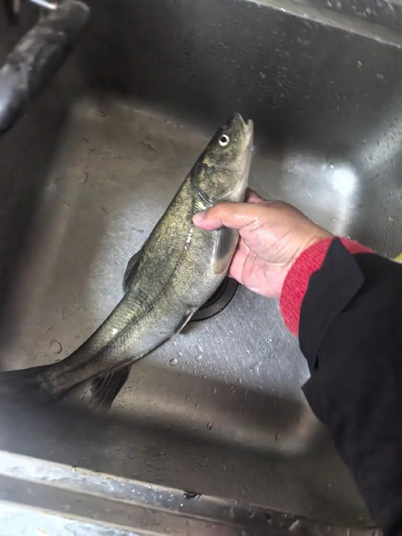 夏河龍魚的特征是什么？（“夏河龍魚”是什么？）