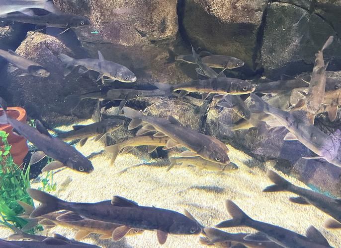 夏河龍魚的特征是什么？（“夏河龍魚”是什么？）