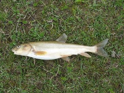 夏河龍魚的特征是什么？（“夏河龍魚”是什么？）