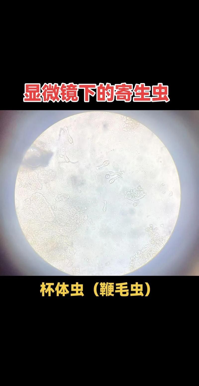 如何判斷龍魚腸炎是否由寄生蟲引起？（共調用3個工具判斷龍魚腸炎是否由寄生蟲引起）
