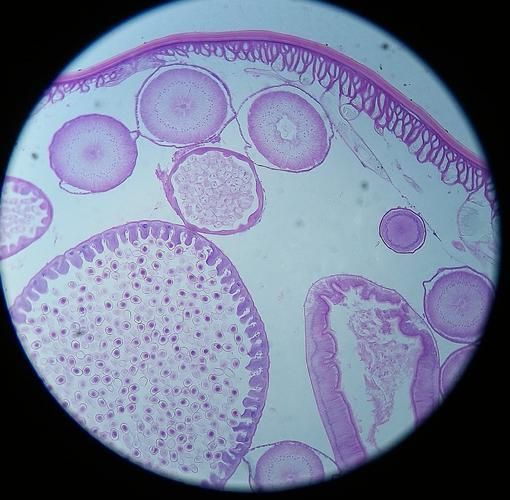 如何判斷龍魚腸炎是否由寄生蟲引起？（共調用3個工具判斷龍魚腸炎是否由寄生蟲引起）