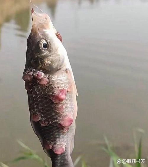 如何區分龍魚的嘴部腫瘤是良性還是惡性？（如何區分龍魚嘴部腫瘤的良惡性）