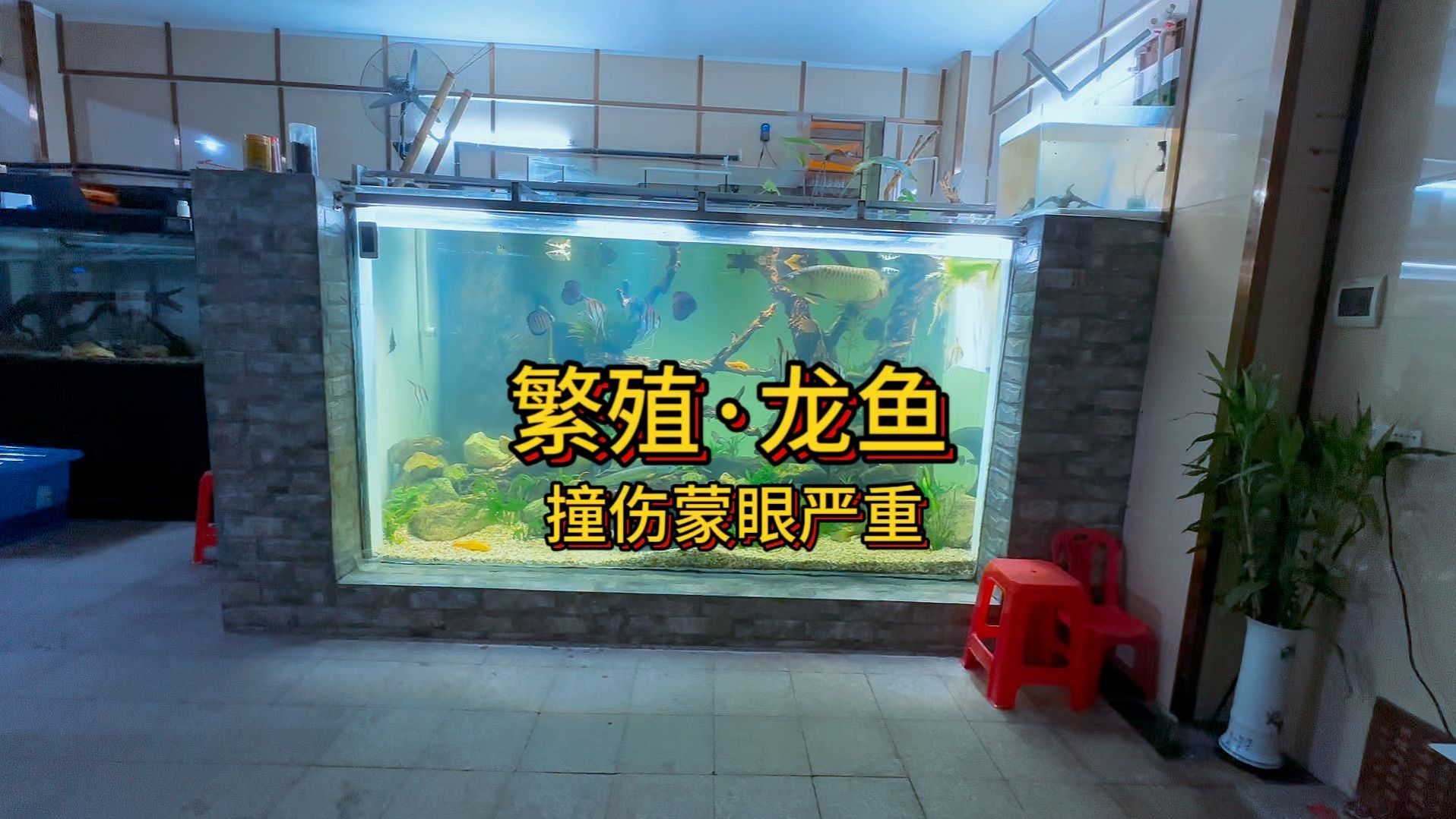 龍魚掉眼后多久會恢復正常視力？（龍魚掉眼與蒙眼的區別）