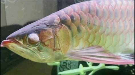 龍魚掉眼后多久會恢復正常視力？（龍魚掉眼與蒙眼的區別）