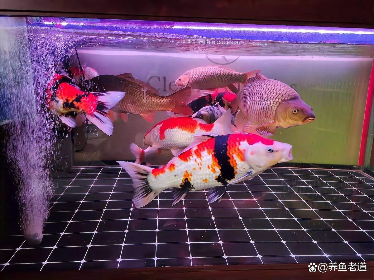 龍魚的過濾系統(tǒng)應(yīng)該如何調(diào)試？（龍魚過濾系統(tǒng)的調(diào)試）