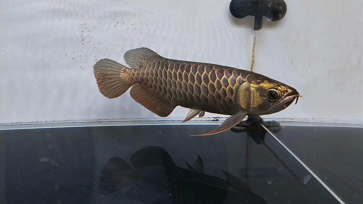 龍魚適合哪些地區(qū)飼養(yǎng)（適合飼養(yǎng)龍魚的地區(qū)）