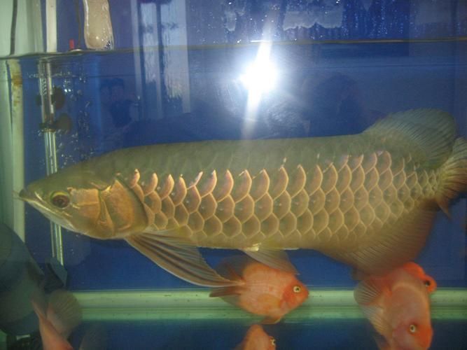黃平龍魚的市場價格（水族收藏界的黃平龍魚市場價格）