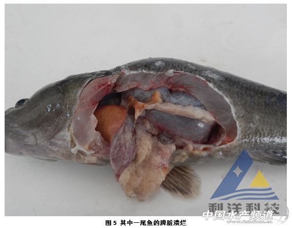 龍魚(yú)病菌圖片大全有哪些類型？（關(guān)于龍魚(yú)病菌圖片整合）