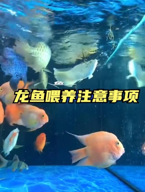 如何區分龍魚嘴巴抽搐是哪種原因？（龍魚嘴巴抽搐可能是由多種原因引起的）