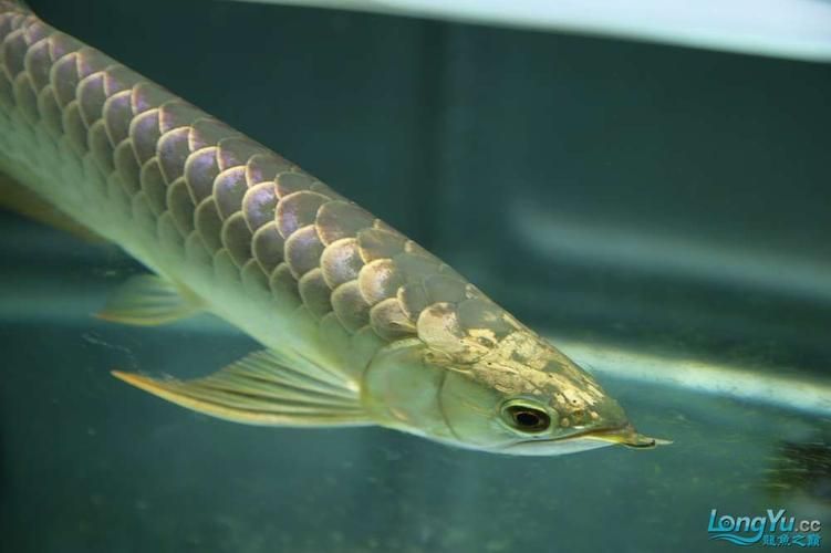 立達(dá)金龍魚的價(jià)格是多少？（立達(dá)金龍魚價(jià)格是多少）