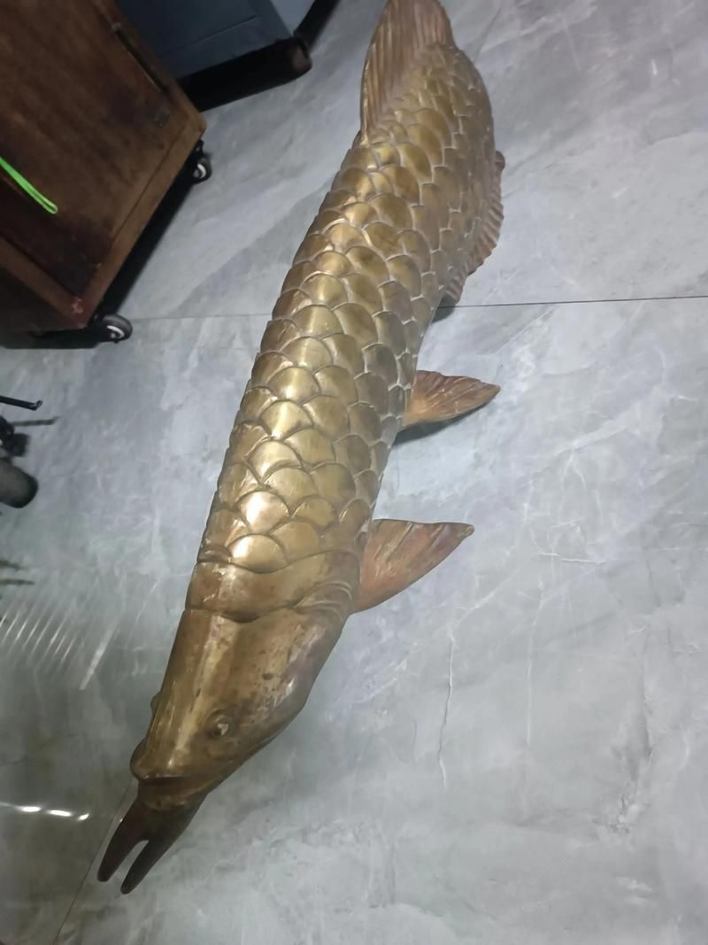 有沒有更多金龍魚和發財魚的圖片？（探索金龍魚和發財魚的神秘世界，金龍魚和發財魚哪個更有講究） 有沒有更多金龍魚和發財魚的圖片？（探索金龍魚和發財魚的神秘世界，金龍魚和發財魚哪個更有講究） 龍魚百科 第7張