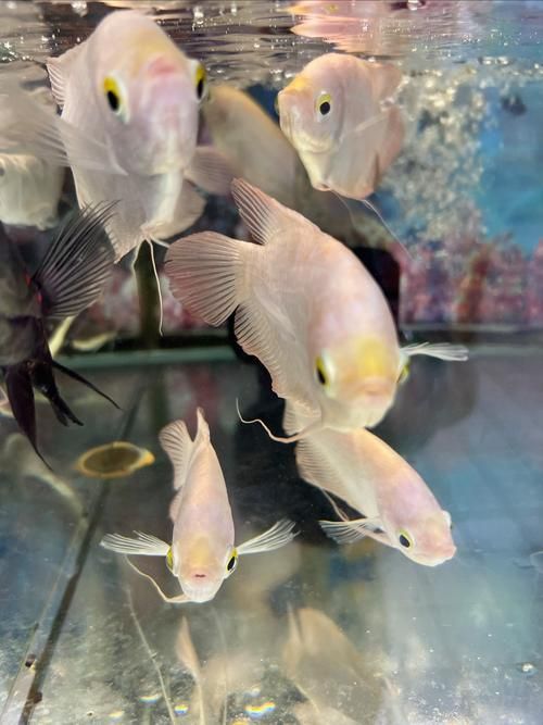 有沒有更多金龍魚和發財魚的圖片？（探索金龍魚和發財魚的神秘世界，金龍魚和發財魚哪個更有講究） 有沒有更多金龍魚和發財魚的圖片？（探索金龍魚和發財魚的神秘世界，金龍魚和發財魚哪個更有講究） 龍魚百科 第5張