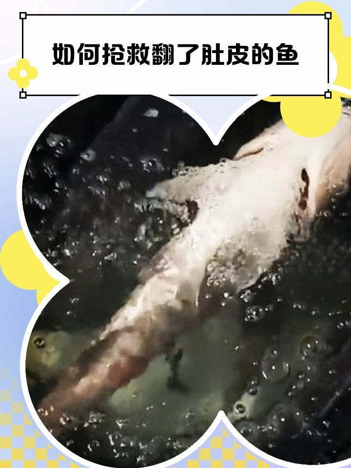 龍魚翻肚后還能活多久？（龍魚翻肚后多久會(huì)死亡？）