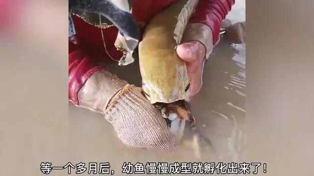 哪里可以找到高清的龍魚(yú)繁殖孵化視頻？（《龍魚(yú)繁殖全記錄”專題匯總龍魚(yú)繁殖全記錄專題匯總）