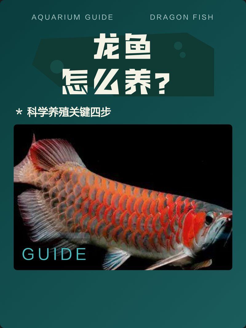 如何判斷龍魚是否適應新水溫？