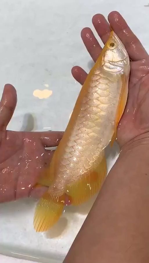 龍魚下嘴唇發白可能是哪些基因因素？（arxiv論文助手龍魚下嘴唇發白子龍魚下嘴唇發白）