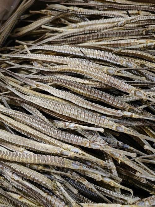 如何挑選高質量的海龍魚？（如何挑選高質量海龍魚）