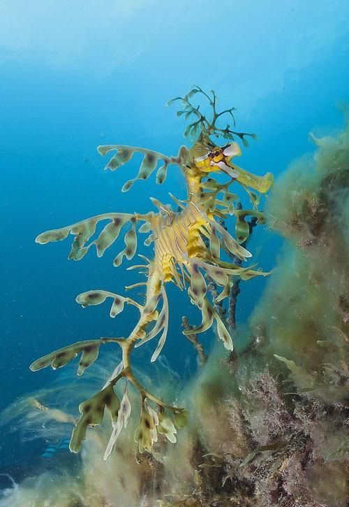 如何挑選高質量的海龍魚？（如何挑選高質量海龍魚）