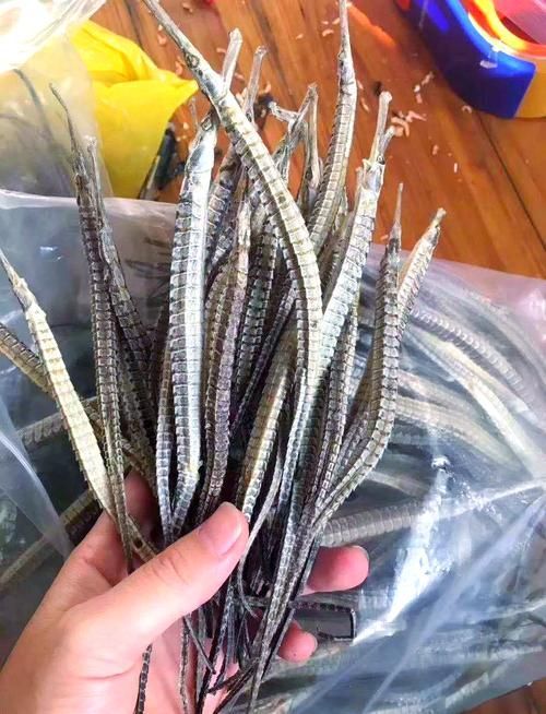如何挑選高質量的海龍魚？（如何挑選高質量海龍魚）