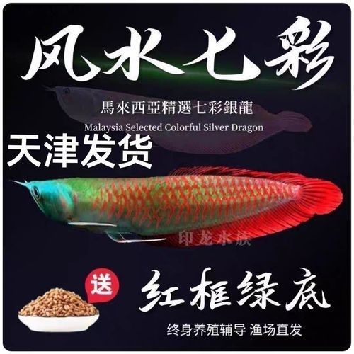 30元一斤的龍魚苗有哪些品種？（30元一斤的龍魚苗有哪些特點，）