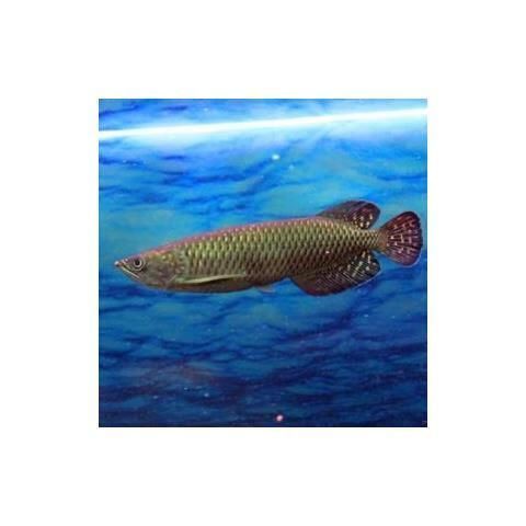 30元一斤的龍魚苗有哪些品種？（30元一斤的龍魚苗有哪些特點，）