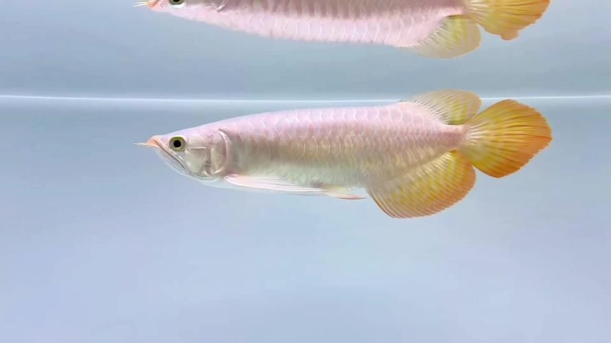 小紅龍魚有哪些稀有品種？（小紅龍魚品種詳解）
