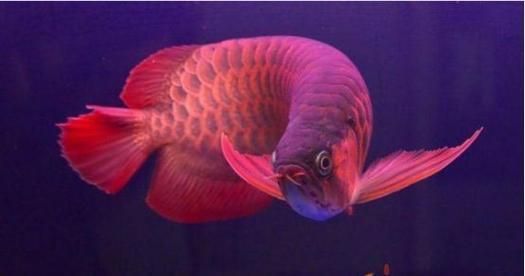 小紅龍魚有哪些稀有品種？（小紅龍魚品種詳解）