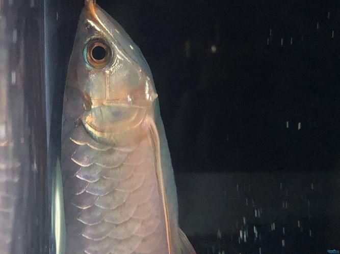 如何預防紅龍魚嘴上起泡的發生？（如何防治紅龍魚嘴上起泡）