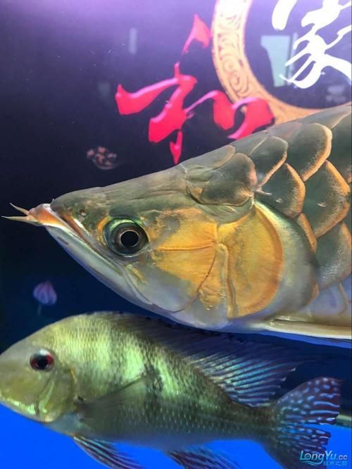 如何預防紅龍魚嘴上起泡的發生？（如何防治紅龍魚嘴上起泡）