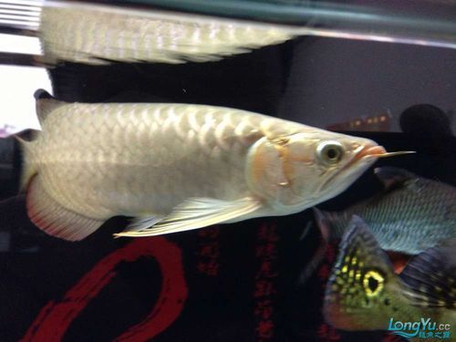 如何預防紅龍魚嘴上起泡的發生？（如何防治紅龍魚嘴上起泡）
