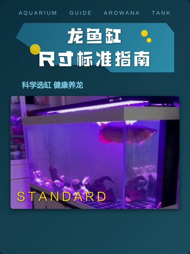 金龍魚需要多大的魚缸飼養？（金龍魚缸安裝與使用準備金龍魚魚缸尺寸標準指南）