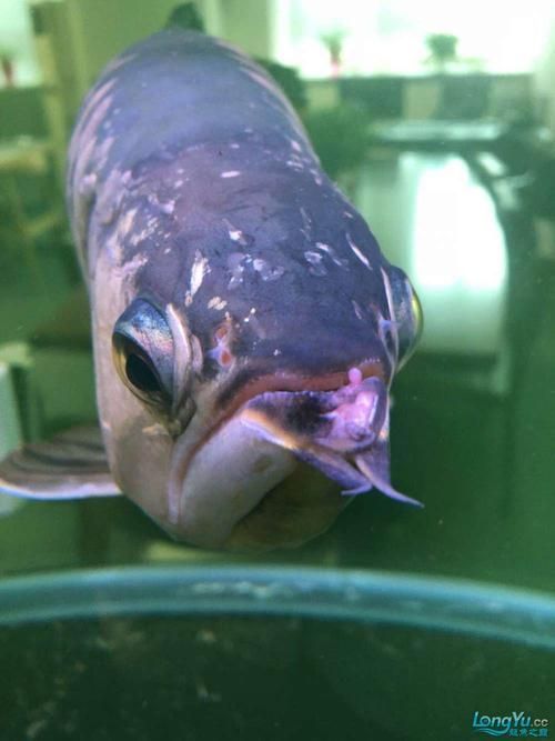 哪些藥物可以有效治療龍魚嘴上長疙瘩？