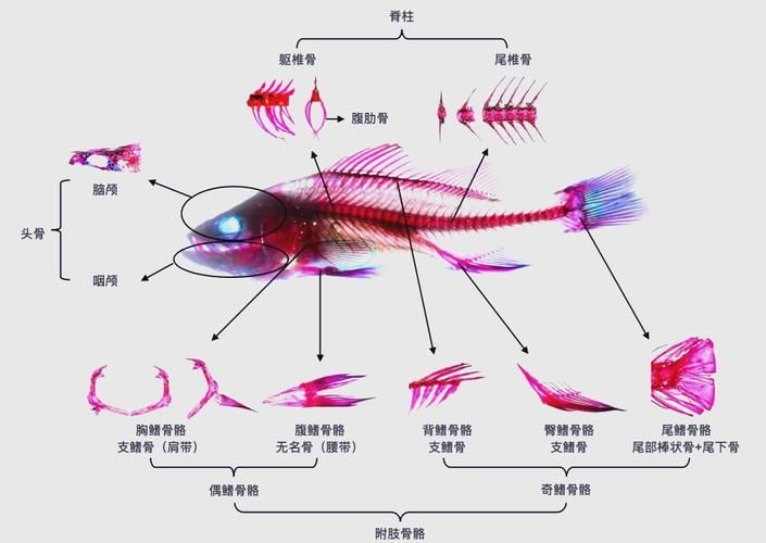 宕昌龍魚的特點是什么？（“宕昌龍魚”是什么？）
