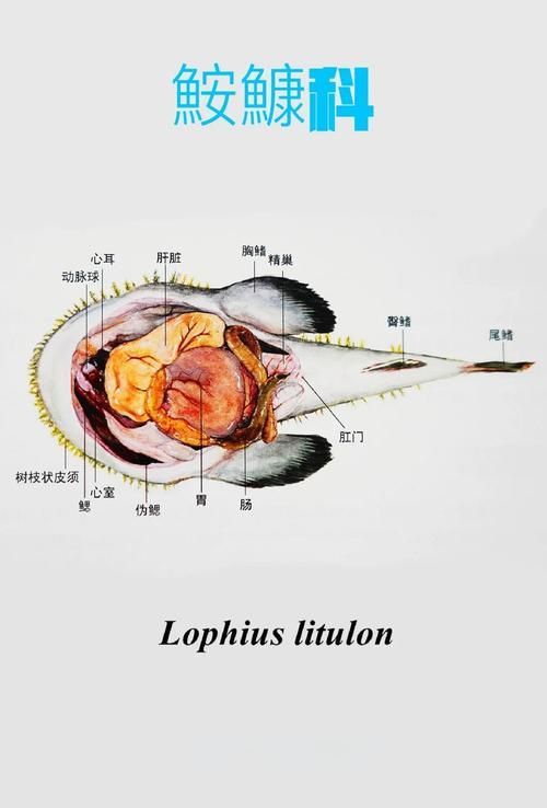 宕昌龍魚的特點是什么？（“宕昌龍魚”是什么？）