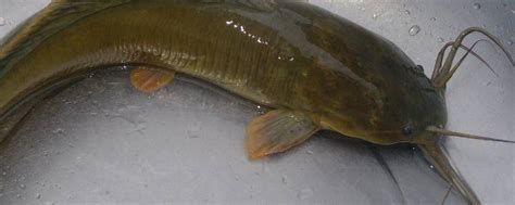 龍魚的須斷了會再生嗎？（龍魚的須子斷了怎么辦）