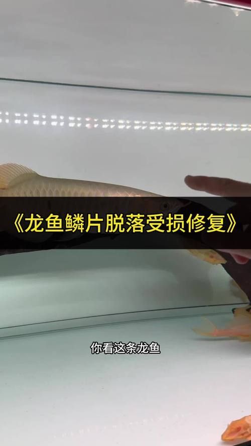 給我推薦一些龍魚鱗片缺口恢復的視頻教程（關于龍魚鱗片缺口恢復的視頻教程）